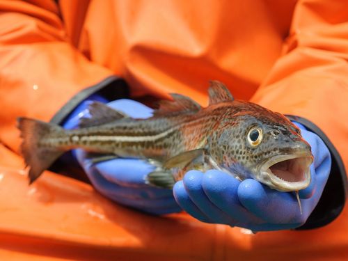 Cod in the hands of a researcher.