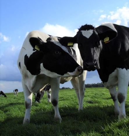 Zwei Holstein-Kühe auf der Weide vor blauem Himmel schauen in die Kamera.