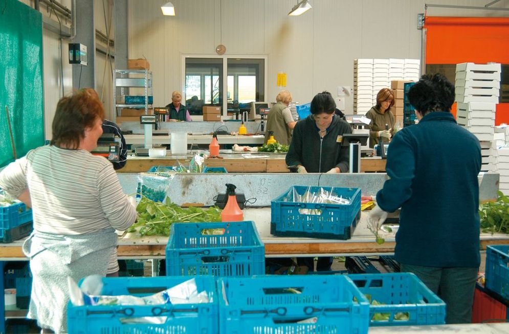 Women in a hall with workbenches fill transport boxes for marketing with vegetables and herbs