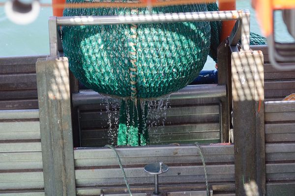 Der sogenannte Steert des pelagischen Schleppnetzes wird nach einem gezielten Fang aus dem Wasser gezogen