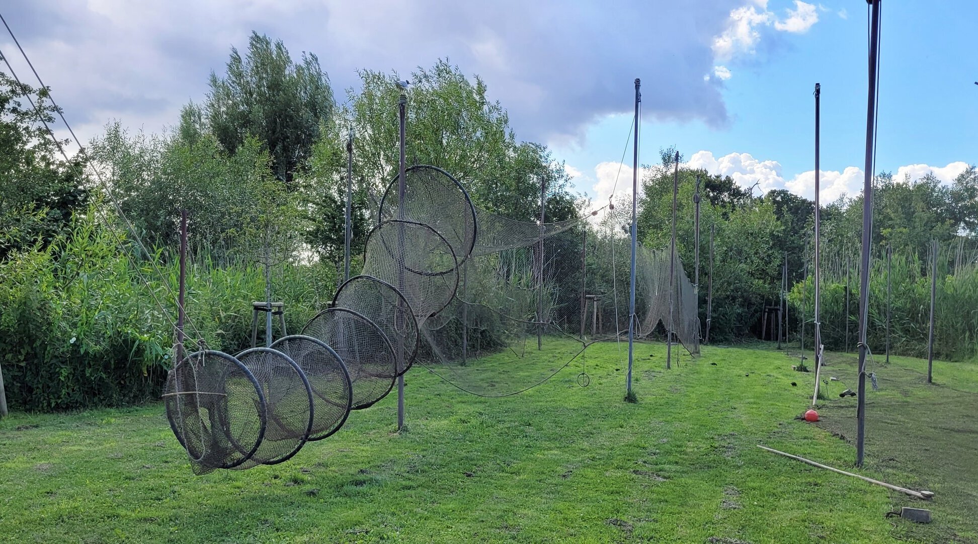 Aufgespannte Reuse hängt zum Trocknen auf einer Wiese. Aufgespannte Reuse hängen zum Trocknen auf einer Wiese neben Schilf und Bäumen.