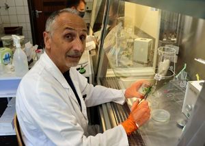 Der Gastwissenschaftler Stefano Biricolti arbeitet an einer Sterilwerkbank. In seiner Hand hält er eine Schere und einen Kulturbecher mit in vitro-Pappeln.