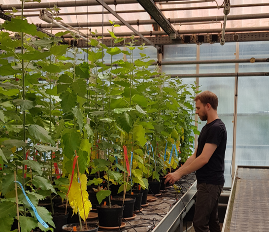 Links stehen Pappeln in Pflanztöpfen auf einem Tisch, rechts ein Wissenschaftler, der diese Pflanzen begutachtet.
