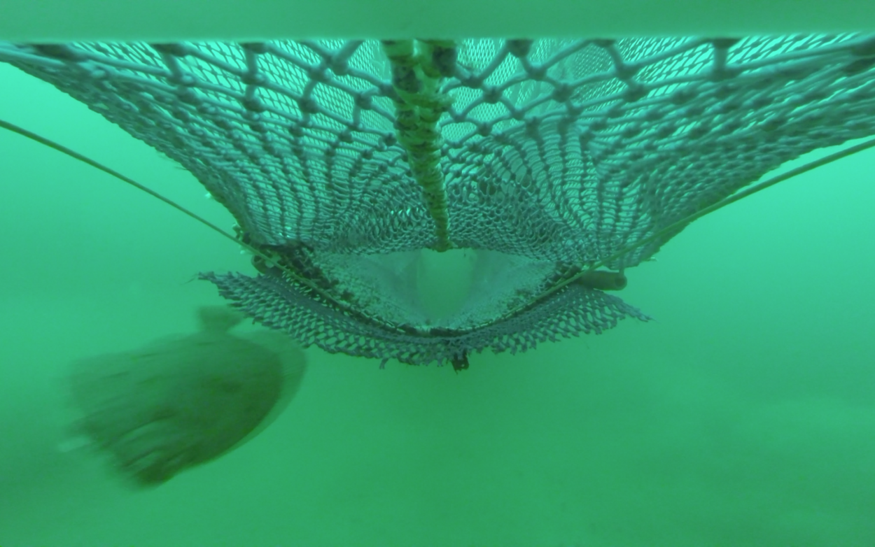 Flex - Flatfish excluder from below