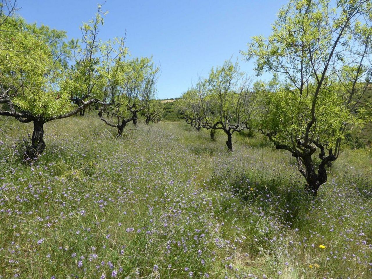 Flowering meadow with olive trees in Spain