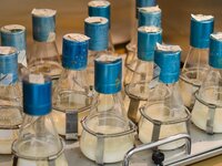 Screening im Schüttelkolben-Maßstab Screening im Schüttelkolben-Maßstab