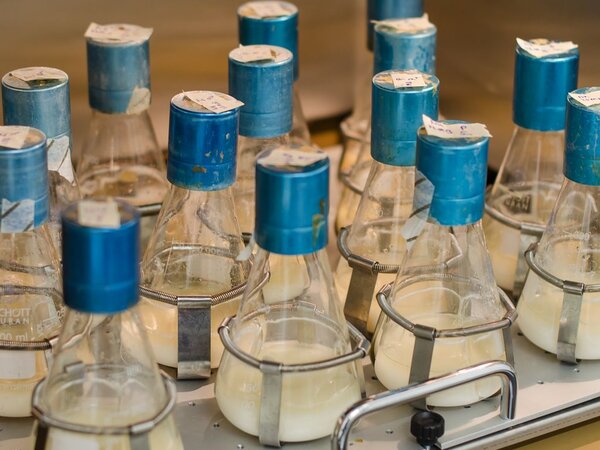 Klicken für eine Vergrösserung Screening im Schüttelkolben-Maßstab