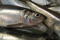 Fische als Schadstoff-Kontrolleure: Wie belastet ist das Meer?