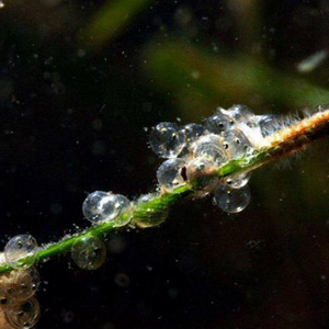 Heringseier Unterwasseraufnahme von Heringseiern angeheftet an Seegras aus dem Greifswalder Bodden. Die Fischembryonen haben bereits deutlich entwickelte Augen.