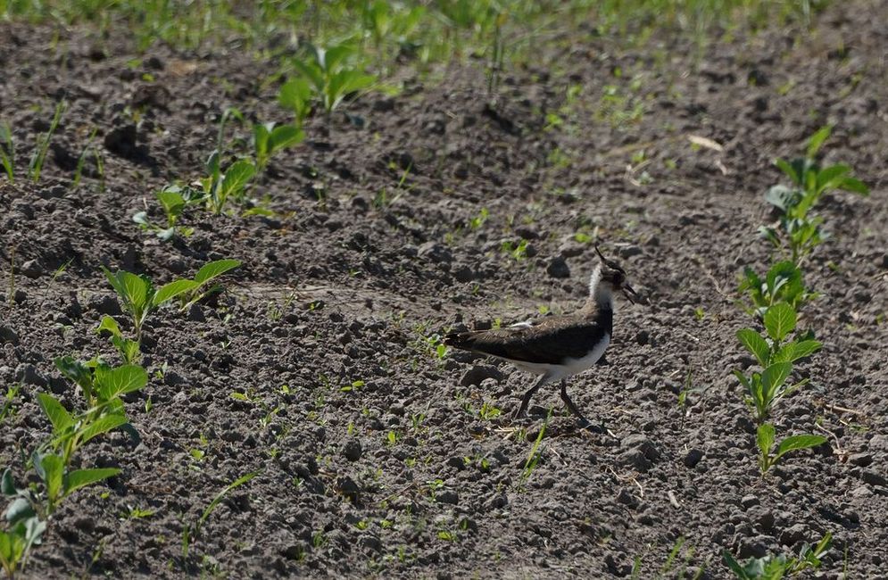 Lapwing in a field with young plants