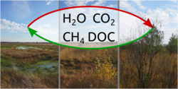 Folgenabschätzung der Vaskulärpflanzenbesiedelung auf den Wasser- und Kohlenstoffkreislauf Sphagnum-dominierter Hochmoore