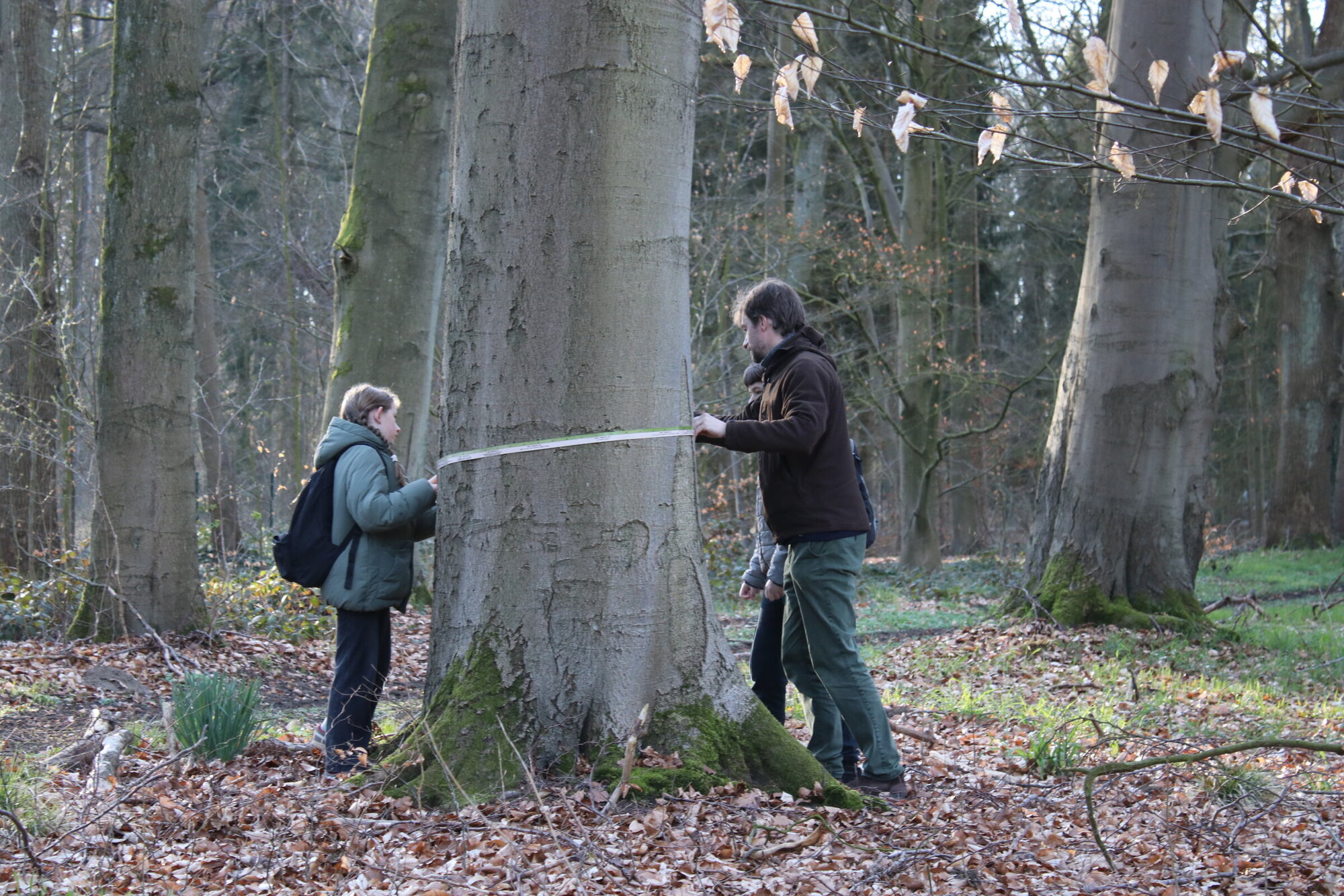 Ein Kind und ein Erwachsener halten zusammen ein Maßband um einen Baum, der in der Mitte steht.