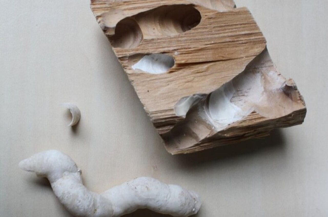 Bohrmuschel Kalkschale und Gänge im Holz