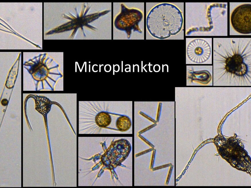 A small insight in the diverse world of microplankton, photographed with a Flowcam. A small insight in the diverse world of microplankton, photographed with a Flowcam.