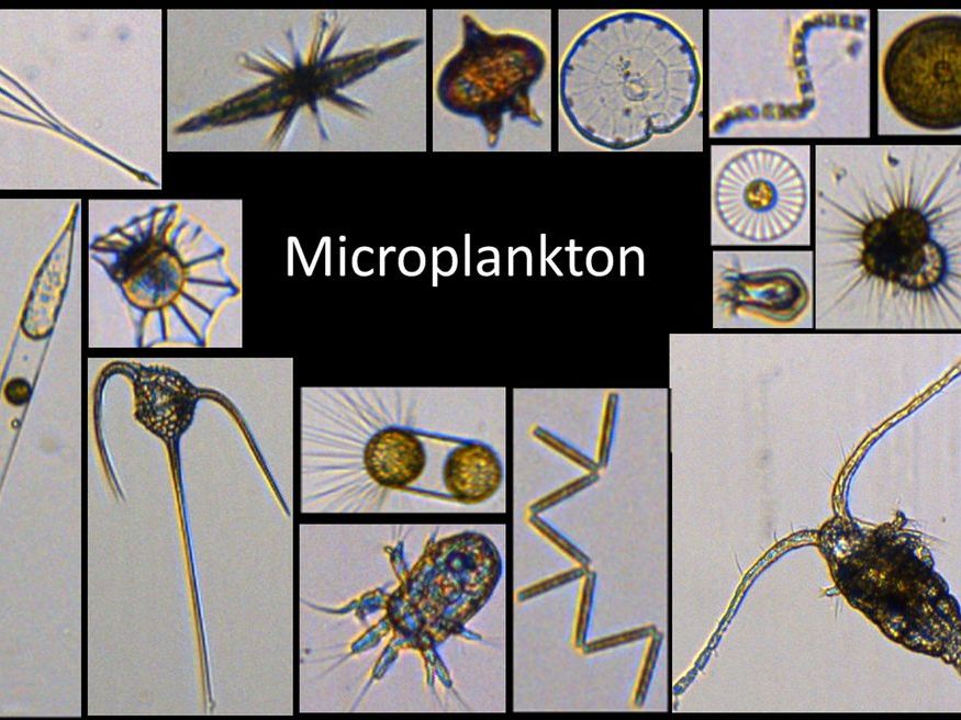Foto-Montage: Ein kleiner Einblick in die Vielfalt der Welt des Mikroplanktons, fotografiert mit der Flowcam.
