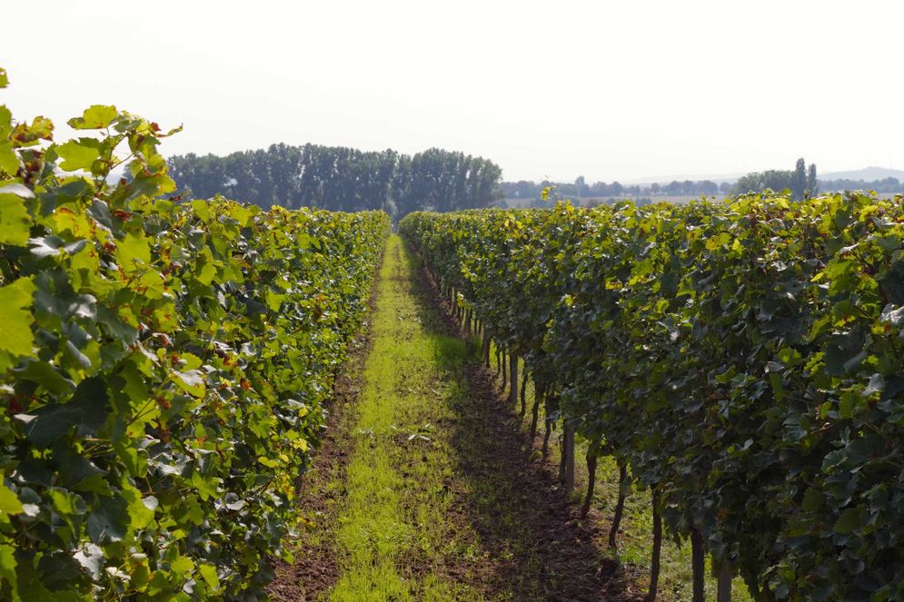 Vineyards in Rheinhessen, Germany