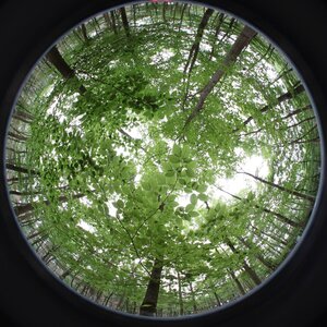 Beech stand from a fisheye perspective. Beech stand from a fisheye perspective.
