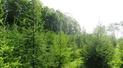 Test of progenies of a F1 seed orchard with hybrid larch