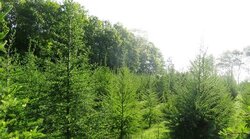 Prüfung von Nachkommenschaften einer F1-Samenplantage mit Hybridlärchen