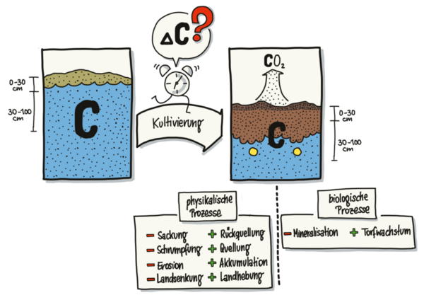 Eine Zeichnung veranschaulicht die Prozesse, die zur Änderung der Geländehöhe auf den Monitoringflächen beitragen.