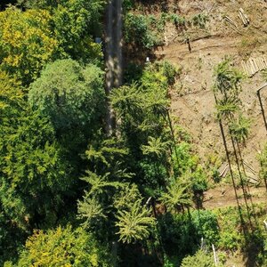 Drohnenaufnahme von einer stark geschädigten Bestandesfläche.