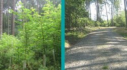 5-Länder-Evaluierung: Forstliche Förderung