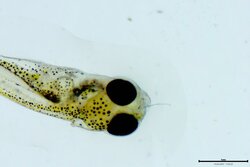 Mikroplastikfasern: (Un-)sichtbar und überall