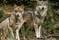 Wölfe im Tierfreigehege (Nationalpark Bayerischer Wald)