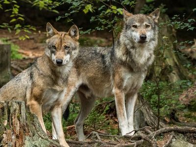 Wölfe im Tierfreigehege (Nationalpark Bayerischer Wald)