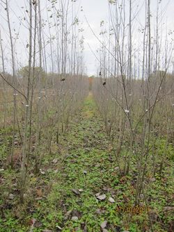 Improving eucalypt and poplar wood properties for bioenergy