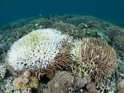 Auswirkungen auf Fischereiwirtschaft und Aquakultur