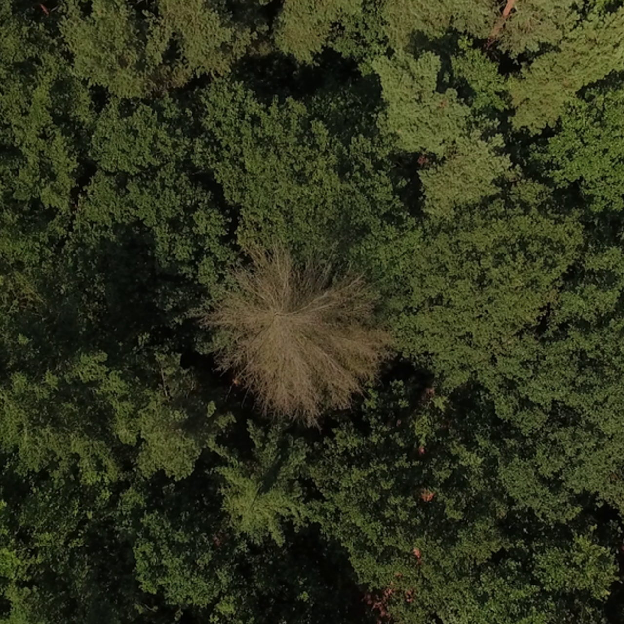 Drohnenaufnahme eines Waldbestandes.