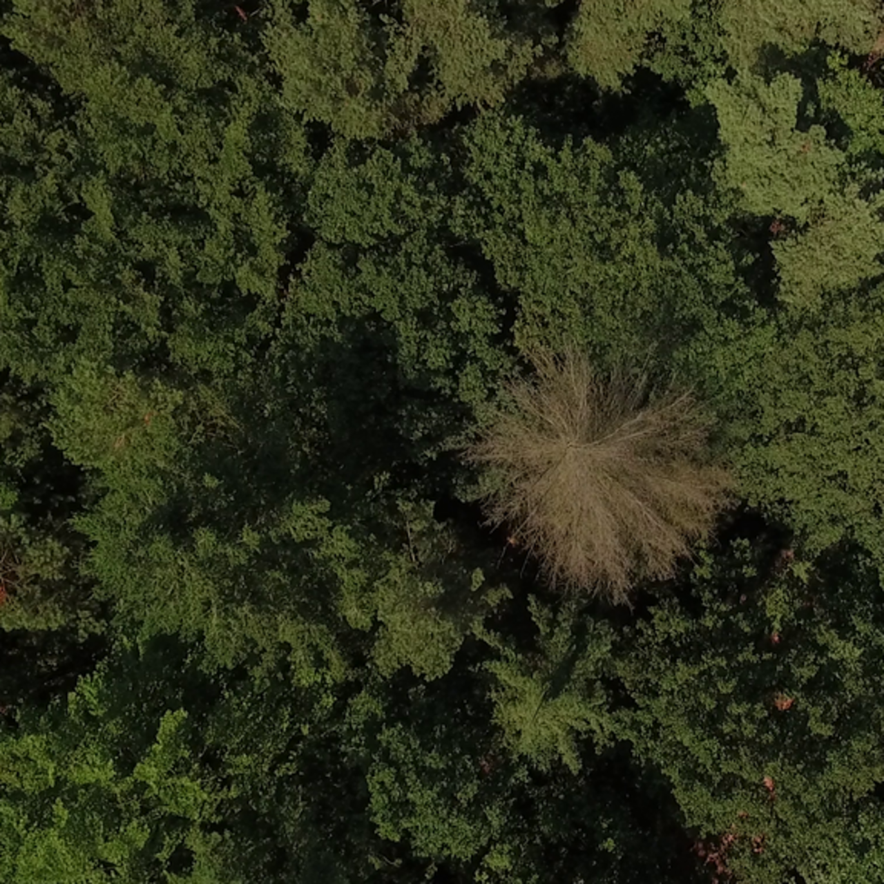 Drohnenaufnahme eines Waldbestandes.