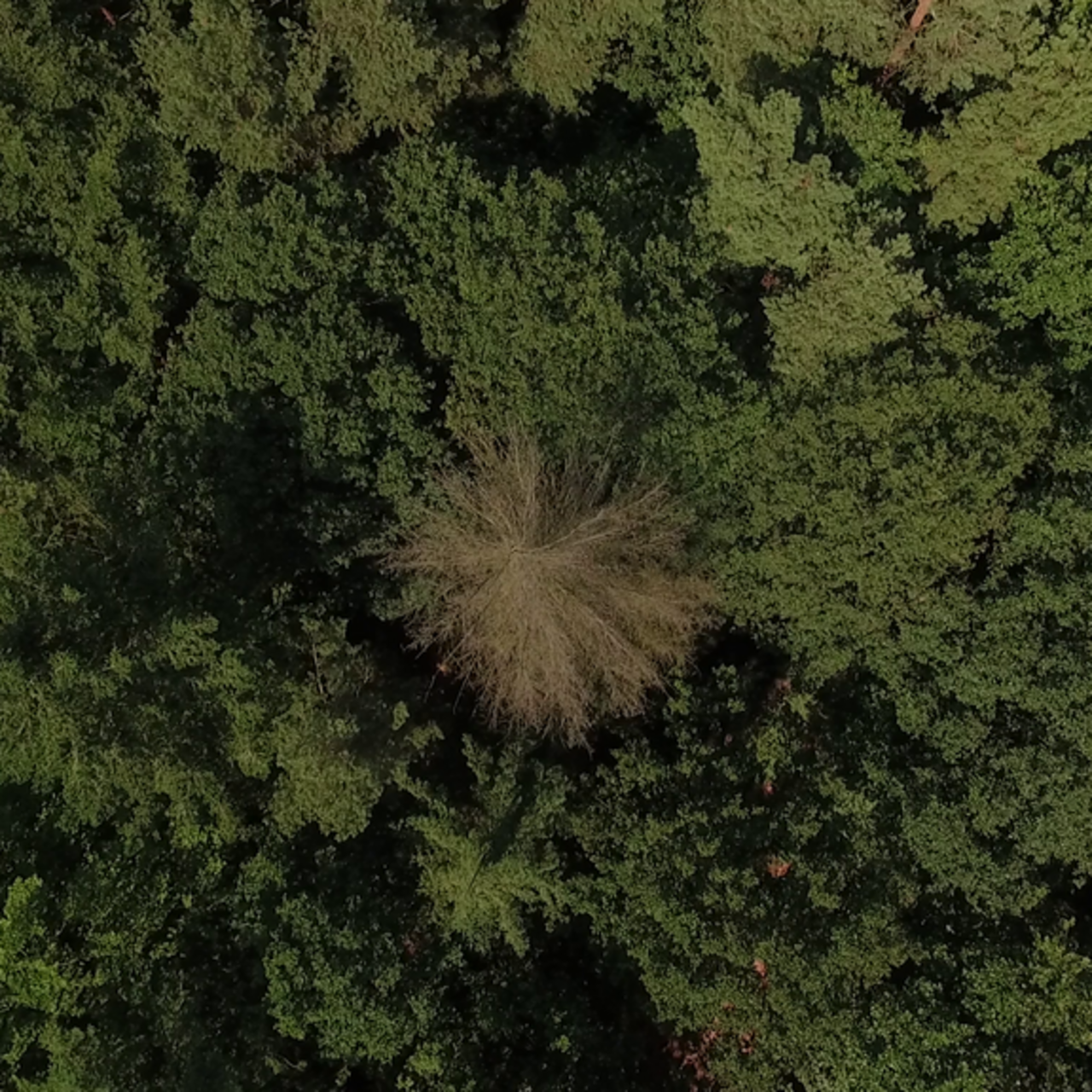 Drohnenaufnahme eines Waldbestandes.