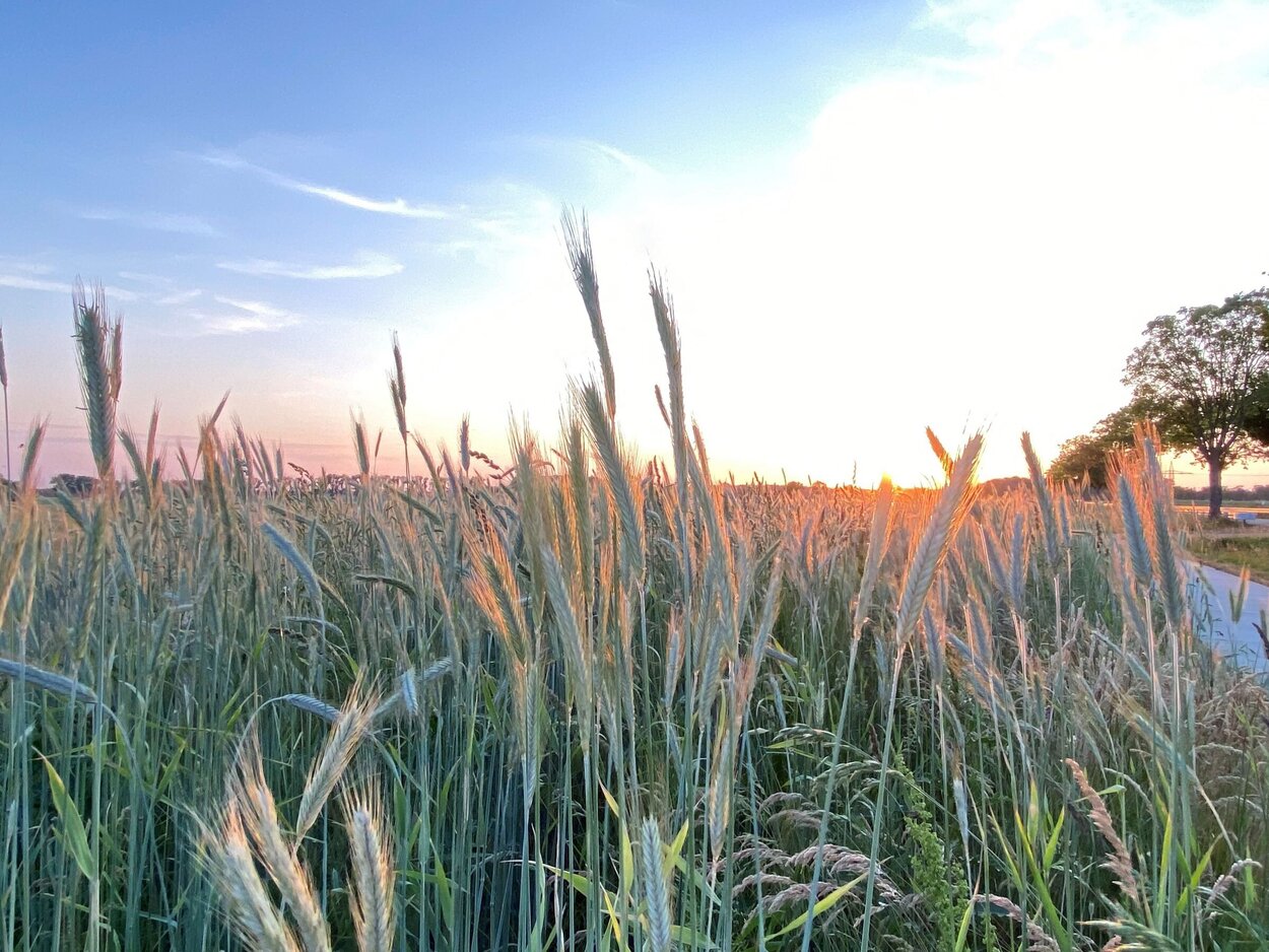 Close-up of ears of grain in the field with sunset light