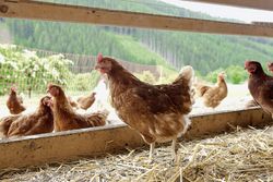 Ökonomische Bewertung von Maßnahmen zur Erhöhung der Lebensmittelsicherheit von tierischen Produkten entlang der Warenkette