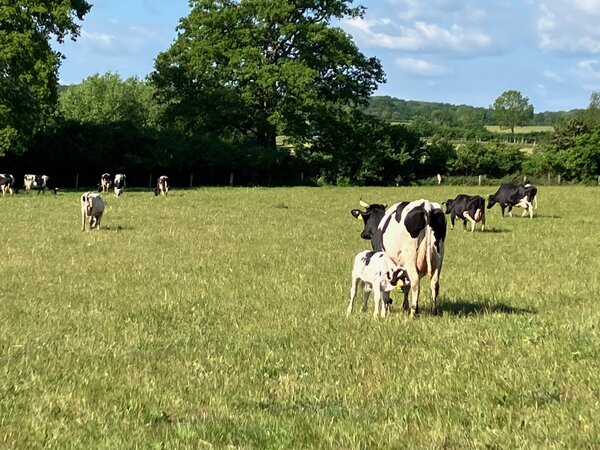 Klicken für eine Vergrösserung
