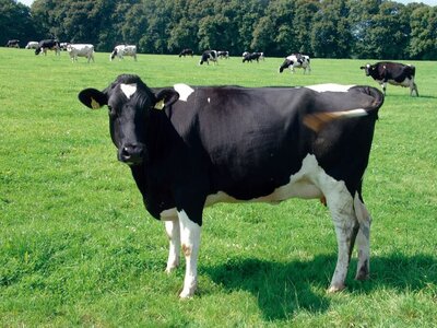 Eine schwarz-weiße Kuh steht mit anderen Kühen im Hintergrund auf einer grünen Wiese