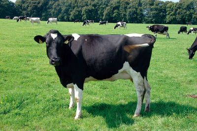 A black and white cow stands with other cows in the background on a green meadow