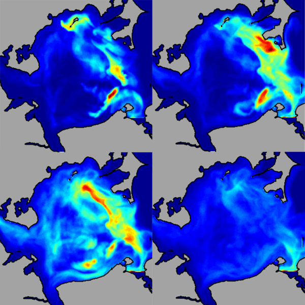 Grafische Darstellung der modellierten Verteilung von Heringslarven unter realen Windbedingungen. Nur ein sehr kleiner Teil der Larven wird in die freie Ostsee verdriftet.