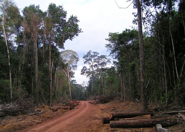 Eine unbefestigte Straße mitten im Tropenwald, rechts und links liegen am Rand Baumstämme