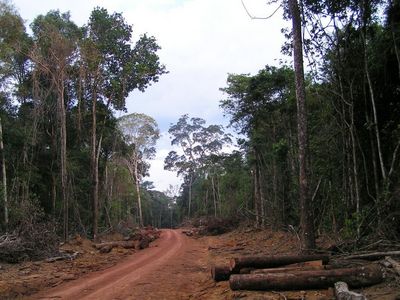 Eine unbefestigte Straße mitten im Tropenwald, rechts und links liegen am Rand Baumstämme