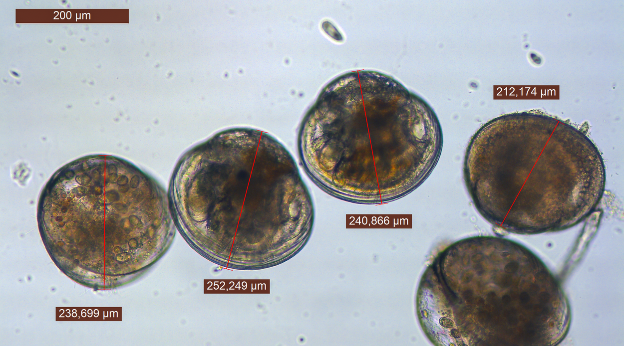 The small larvae have a diameter of 212 to 252 µm. One µm is equal to one millionth of a meter.