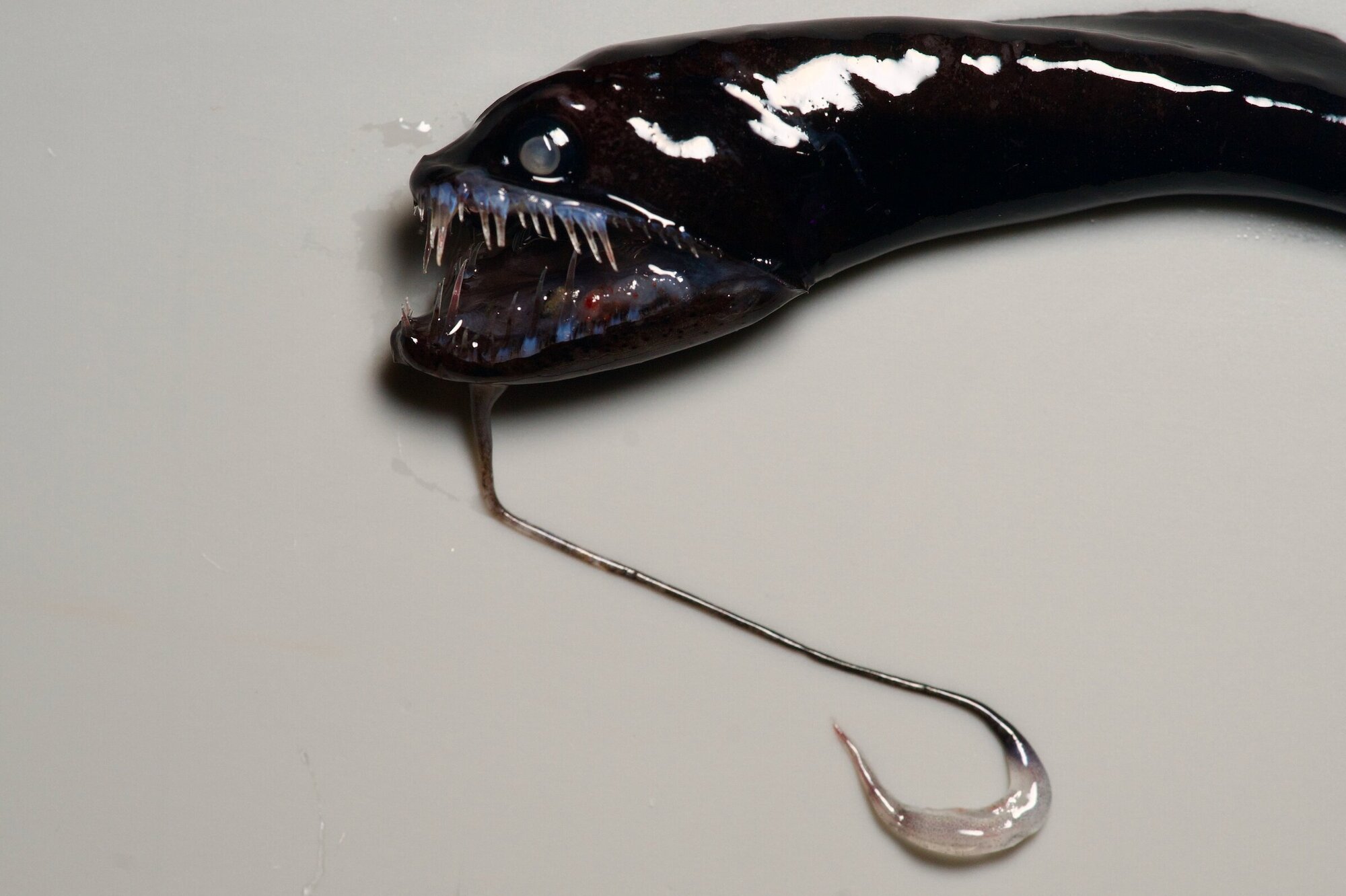 Kopf eines Tiefsee Drachenfisches.