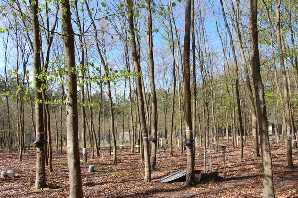 Lysmeters and measuring devices in a beech stand on the Britz intensive monitoring area.