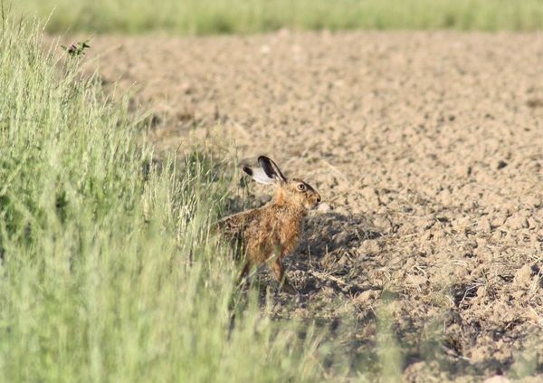 Ein Hase sitzt am Rand eines gepflügten Feldes