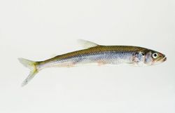 Artificial reproduction and rearing of the European smelt