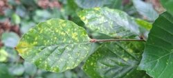 DendroVir - Detektion und Identifikation von phytopathogenen Viren in forstwirtschaftlich relevanten Baumarten