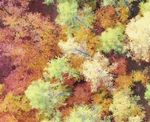 Drohnenaufnahme einer Bestandesfläche mit Herbstfärbung