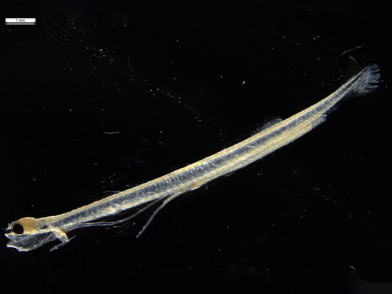 Ein silbriger sehr dünner Fisch vor schwarzem Hintergrund ungefähr 15mm lang